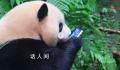 游客手机掉落大熊猫捡起来就啃 后续有人持工具捞回手机