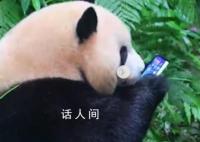 游客手机掉落大熊猫捡起来就啃 后续有人持工具捞回手机