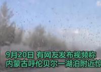 呼伦贝尔一地现大量飞虫 全国还有多起不同虫类的肆虐事件
