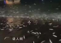 广东大量鱼跃出海面跳上岸 官方回应