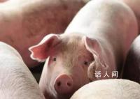 不可思议的百科知识 猪的智商非常之高