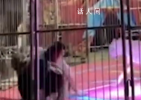 黑龙江一马戏团狮子突然撕咬员工 目击者：铁笼都被撞歪了