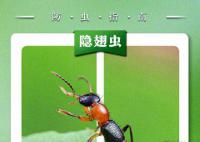 遇隐翅虫第一反应要用力吹走 遇到隐翅虫怎么办