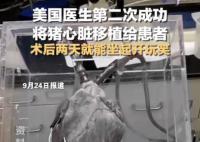 美国医生再次将猪心脏移植给患者 目前患者仍处于观察期恢复较好