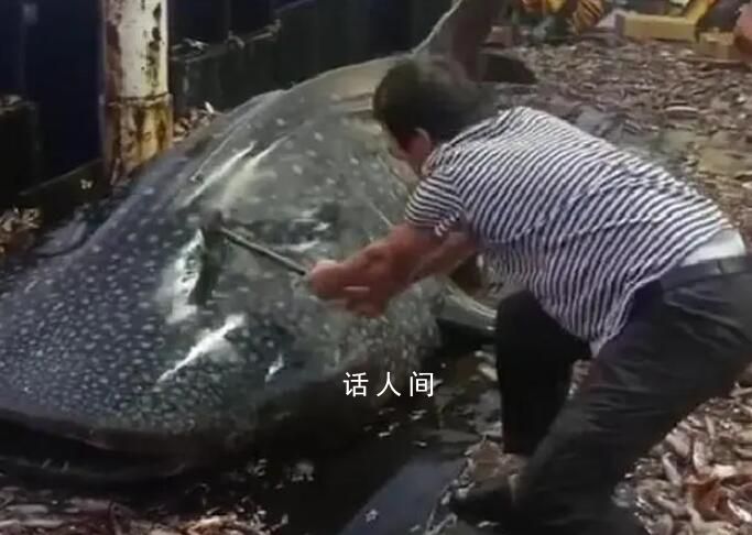 船员用铁锤虐打鲸鲨头部后丢回海中 已控制涉事人员