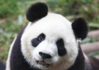 花花不久就能和大家见面啦 花花的感冒已经快好了