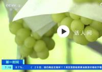 日本阳光玫瑰出口量大跌 目前一串500克左右的阳光玫瑰葡萄售价约为600日元