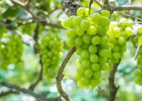 “阳光玫瑰”不安全 是真的吗?