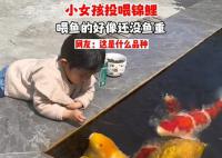 小女孩用小月饼喂50斤胖锦鲤 实在是太可爱了
