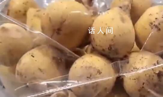 女子水果里藏49只昆虫入境被查 截获的蚂蚁品种为杂色弓背蚁平和弓背蚁