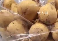 女子水果里藏49只昆虫入境被查 截获的蚂蚁品种为杂色弓背蚁平和弓背蚁