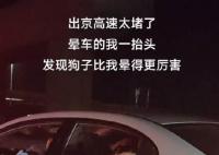 堵在路上狗子晕车晕倒怀疑人生 有生无可恋的也有骂骂咧咧的