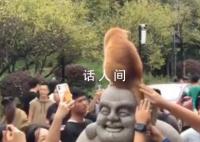 发现了鸡鸣寺的顶流 善喜因长相可爱十分受欢迎