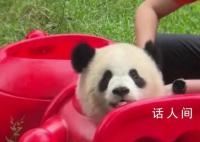大熊猫被玩具卡头吓得发出狗叫 网友：被萌翻了