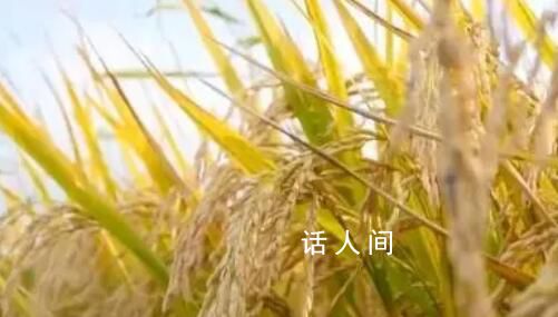 沃野千里展新卷 分享收获的喜悦