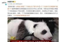 旅俄大熊猫丁丁幼崽长出了黑马甲 预计幼崽的眼睛会在5天之后睁开