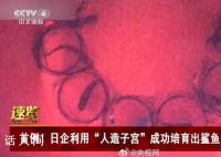日企利用人造子宫培育出鲨鱼 尚属世界首例