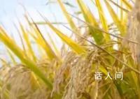 沃野千里展新卷 分享收获的喜悦