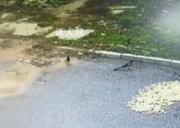 男子晒花生10分钟被鸟吃光 当时并没有其它人出现