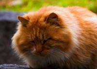 鸡鸣寺橘猫成国庆顶流 这只橘猫名叫善喜