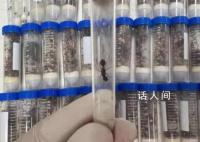 海关截获1.3万余只德州芭切叶蚁 属外来物种
