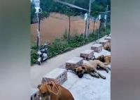 狗狗们误食月饼集体打吊针 网友：整个村安保系统瞬间瘫痪
