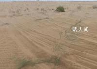 沙漠上万棵治沙植物被越野车碾轧 车辆冲断围栏闯入