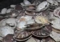 日官员呼吁民众每人多吃5只扇贝 日本网民：扇贝价格太高买不起