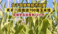 女子因感情问题喝农药后跑进玉米地 民警搜救16小时