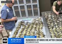 近千只鸟集体撞向一栋大楼后死亡 有大量鸟类在此迁徙