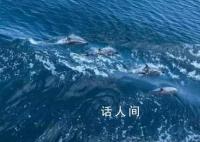 海警巡逻偶遇海豚好壮观 随即降低舰艇航速并为海豚群护航