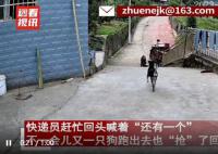 主人不在家快递显示狗已签收 回放监控笑得肚子疼