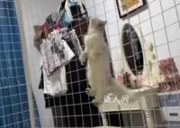 女研究生养猫反向将自己关进笼子 让人大跌眼镜
