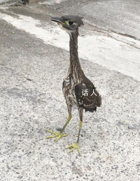 广西惊现稀有鸟类海南虎斑鳽 全球最濒危鸟类之一