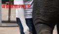 官方回应员工用金属棒戳大象 引发了广泛的关注和评论