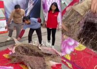 睡了10余年的床垫拆开全是垃圾 床垫的内层竟然是干草和黑心棉