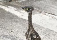广西惊现稀有鸟类海南虎斑鳽 全球最濒危鸟类之一
