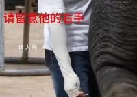 官方回应员工用金属棒戳大象 引发了广泛的关注和评论