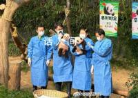 福宝妹妹们叫睿宝辉宝 祝宝宝们健康成长