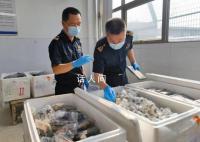 货车运5380只吸血鬼蟹入境被查 目前已作进一步处理