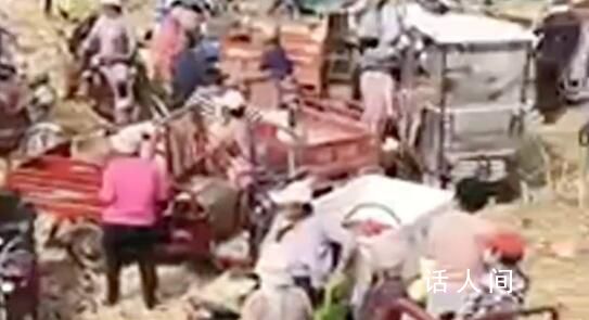 河南一玉米种植地被500多人哄抢 即便特警来了也只能维持秩序