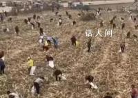 河南一玉米地疑遭哄抢 当地回应