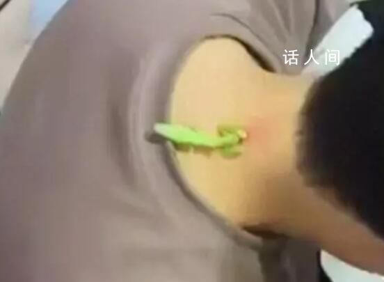 螳螂“大夫”为男子医治脖后瘊子 20分钟后螳螂将瘊子吃得干干净净