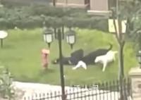 街道办已动员数百人寻找肇事烈犬 目前该孩童已完成伤口清创手术