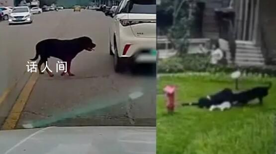 咬伤女童烈犬不在当地禁养犬名单中 女童母亲：将追究小区物业和犬主责任