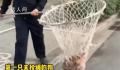 河南郑州严查未拴绳犬只 执法人员：出了家门就属于公共区域