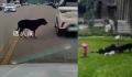 咬伤女童烈犬不在当地禁养犬名单中 女童母亲：将追究小区物业和犬主责任