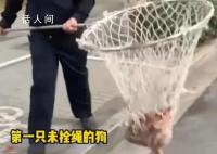 河南郑州严查未拴绳犬只 执法人员：出了家门就属于公共区域