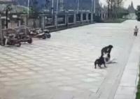 成都咬伤女童的罗威纳犬被捕获 受伤女童被转至华西医院接受进一步治疗