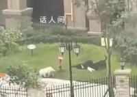 撕咬女童恶犬主人被采取刑事措施 已初步查明违法事实
